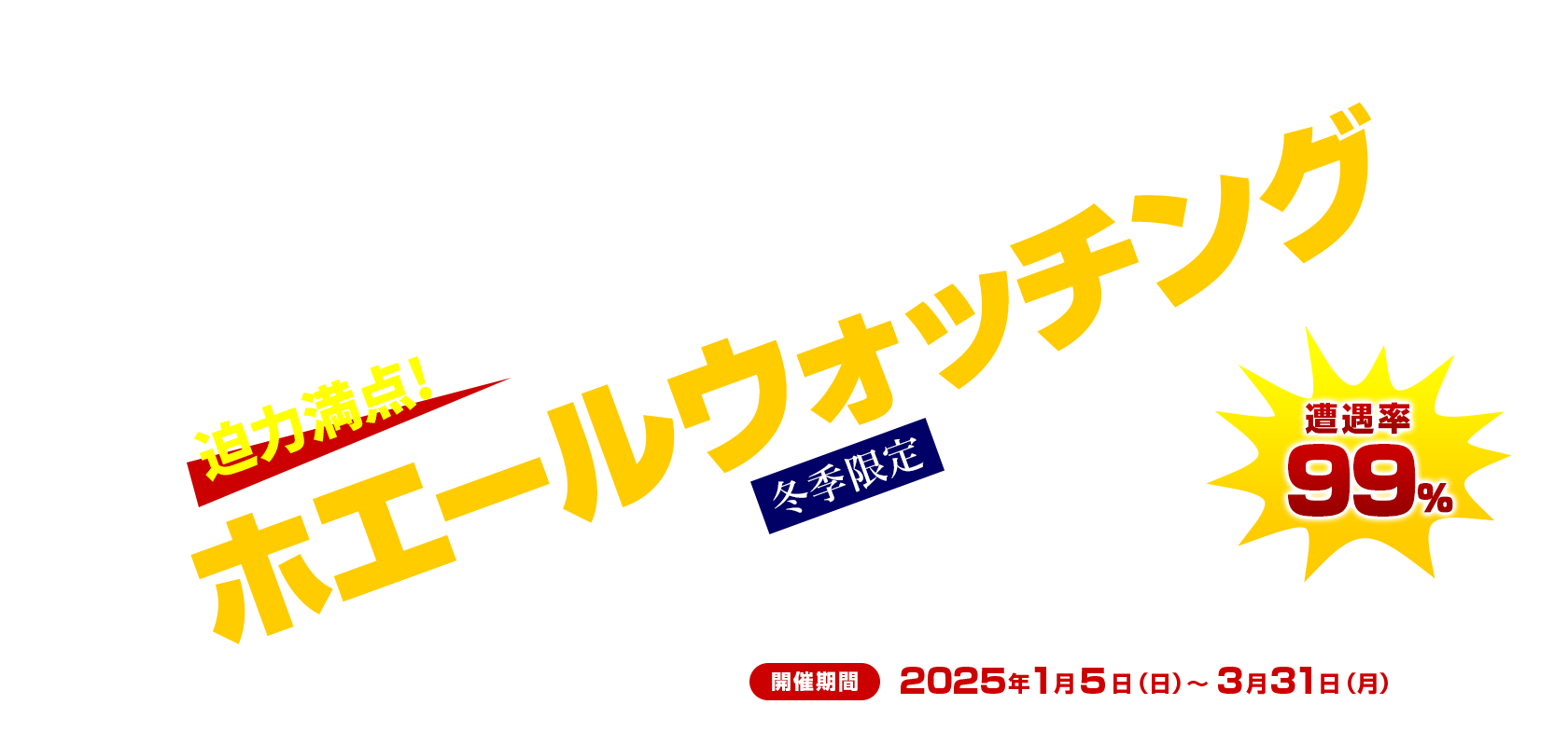 迫力満点!ホエールウォッチング【冬季限定】2024年1月7日（土）～3月31日（日）開催